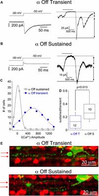 Ocular Hypertension Drives Remodeling of AMPA Receptors in Select Populations of Retinal Ganglion Cells